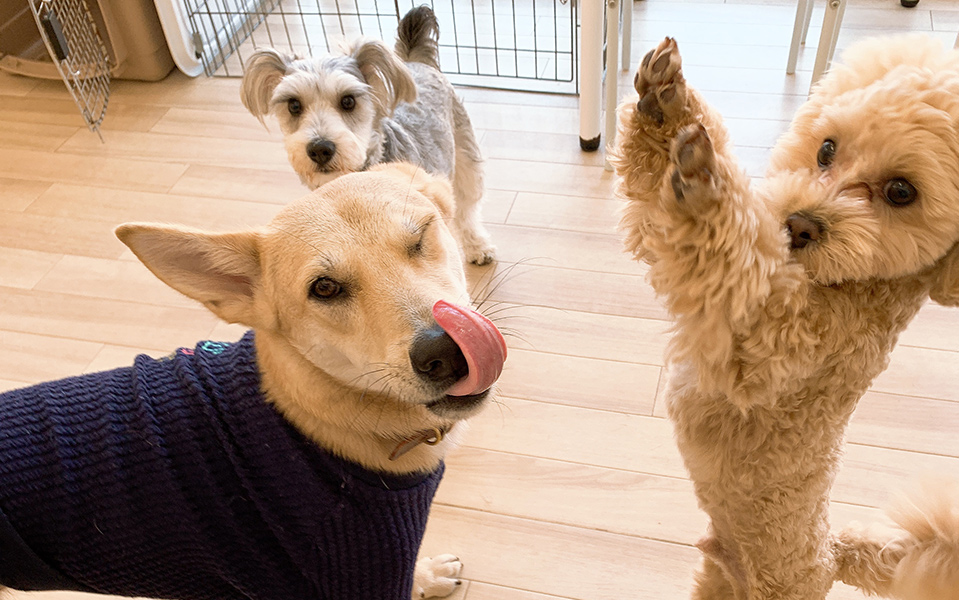 犬のようちえん